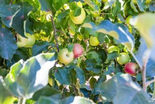 Single Family Residence, 501 Laguna Vista road, Santa Rosa, CA 95401 - 42