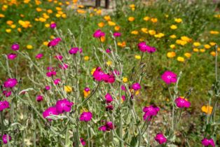 Single Family Residence,  Madera avenue, Santa Rosa, CA 95407 - 26