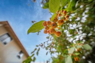 Single Family Residence,  Raven court, Healdsburg, CA 95448 - 38