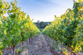 Agriculture,  Duhig road, Napa, CA 94559 - 4