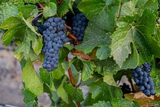 Agriculture,  Duhig road, Napa, CA 94559 - 5