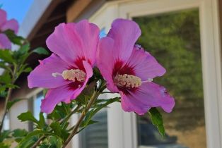 Single Family Residence,  Blackwood court, Napa, CA 94558 - 63