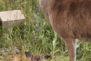 Single Family Residence,  Blackwood court, Napa, CA 94558 - 69