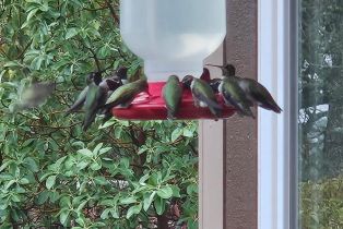 Single Family Residence,  Blackwood court, Napa, CA 94558 - 70