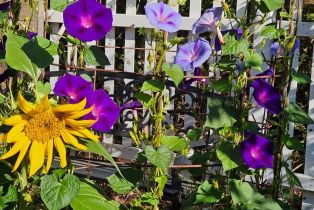 Single Family Residence,  Blackwood court, Napa, CA 94558 - 64