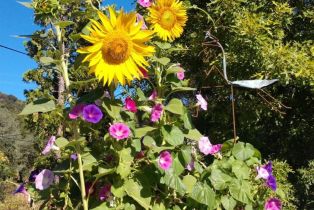 Single Family Residence,  Blackwood court, Napa, CA 94558 - 66