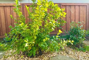 Single Family Residence,  Parrett avenue, Napa, CA 94558 - 20