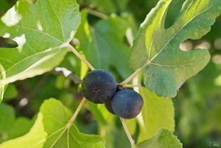 Single Family Residence,  Lytton Springs road, Healdsburg, CA 95448 - 38