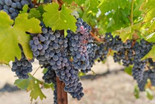 Single Family Residence,  Lytton Springs road, Healdsburg, CA 95448 - 35