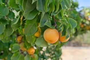 Single Family Residence,  Lytton Springs road, Healdsburg, CA 95448 - 37