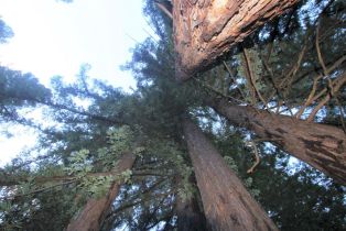 Single Family Residence, Mohrhardt Ridge road, Russian River, CA 95421 - 52