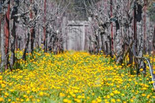 Residential Acreage,  Lovall Valley road, Sonoma, CA 95476 - 38