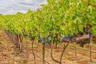 Agriculture,  Highway 12 none, Sonoma, CA 95476 - 8