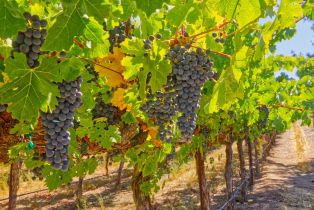 Agriculture,  Highway 12 none, Sonoma, CA 95476 - 10