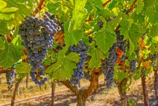 Agriculture,  Highway 12 none, Sonoma, CA 95476 - 9