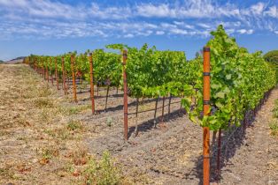 Agriculture,  Stage Gulch road, Petaluma, CA 94954 - 17