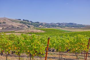 Agriculture,  Stage Gulch road, Petaluma, CA 94954 - 10