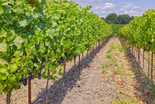 Agriculture,  Stage Gulch road, Petaluma, CA 94954 - 16