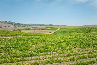 Agriculture,  Stage Gulch road, Petaluma, CA 94954 - 27