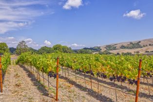 Agriculture,  Stage Gulch road, Petaluma, CA 94954 - 18