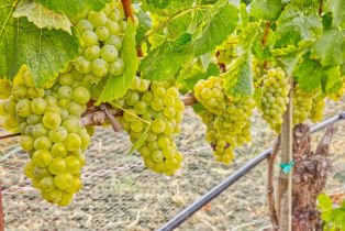 Agriculture,  Stage Gulch road, Petaluma, CA 94954 - 20