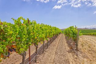 Agriculture,  Stage Gulch road, Petaluma, CA 94954 - 11