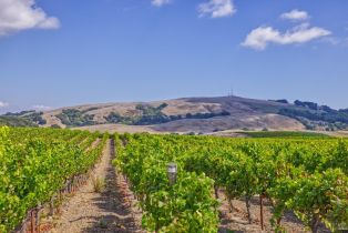 Agriculture,  Stage Gulch road, Petaluma, CA 94954 - 13