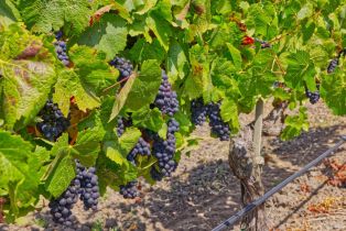 Agriculture,  Stage Gulch road, Petaluma, CA 94954 - 14