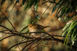 Single Family Residence,  River Beach road, Sea Ranch, CA 95497 - 29