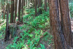 Single Family Residence,  River Beach road, Sea Ranch, CA 95497 - 23