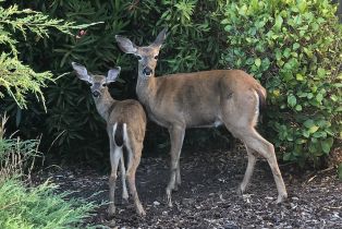 Single Family Residence,  River Beach road, Sea Ranch, CA 95497 - 28