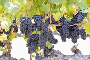 Agriculture,  River road, Windsor, CA 95492 - 15