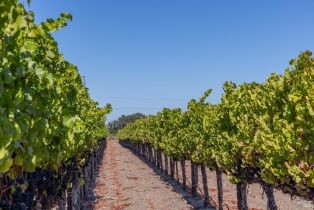 Agriculture,  River road, Windsor, CA 95492 - 3