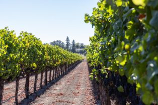 Agriculture,  River road, Windsor, CA 95492 - 16