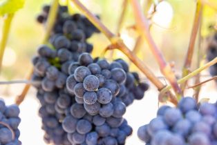 Agriculture,  River road, Windsor, CA 95492 - 14