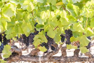 Agriculture,  River road, Windsor, CA 95492 - 12