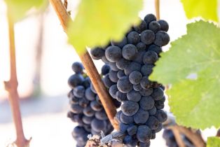 Agriculture,  River road, Windsor, CA 95492 - 17