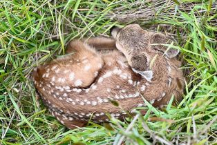 Single Family Residence,  Sea Ridge road, Sea Ranch, CA 95497 - 22