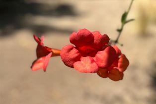 Single Family Residence, Browns Valley road, Napa, CA 94558 - 34