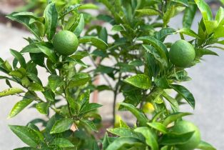 Single Family Residence, Browns Valley road, Napa, CA 94558 - 35