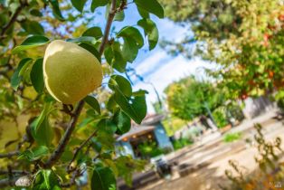 Single Family Residence, Browns Valley road, Napa, CA 94558 - 29