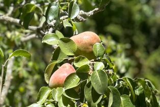 Single Family Residence, Browns Valley road, Napa, CA 94558 - 33