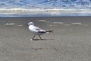 Single Family Residence,  Alleen avenue, Bodega Bay, CA 94923 - 33