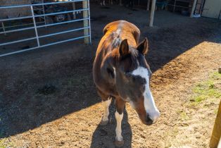 Single Family Residence,  Ormsby lane, Petaluma, CA 94954 - 33
