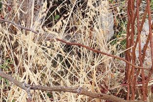 Residential Lot,  Westridge drive, Napa, CA 94558 - 4