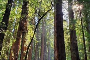 Single Family Residence,  Park avenue, Russian River, CA 95446 - 42