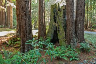 Single Family Residence,  Schooner drive, Sea Ranch, CA 95497 - 33