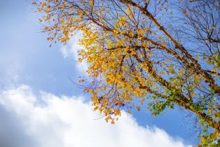 Single Family Residence,  Wine court, Petaluma, CA 94954 - 49