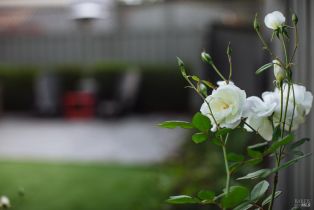 Single Family Residence,  Wine court, Petaluma, CA 94954 - 42