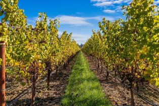 Agriculture,  Dry Creek road, Healdsburg, CA 95448 - 2